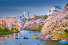 春季在日本东京Chidorigafuchi皇宫护城河. 