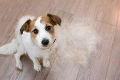 毛茸茸的杰克罗素狗, 在莫特季节的 shedding 头发, 后, 它的主人刷或仪容整洁寻找与悲伤的表达.