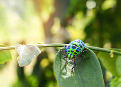 五颜六色的宝石甲虫绿色的虫子在叶子在自然背景/关闭绿色昆虫 