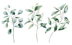 水彩银元和种子桉树套。手绘桉树枝和叶子查出在白色背景。设计、打印、面料或背景的花卉插图.