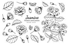 收集集茉莉花和树叶绘图插图