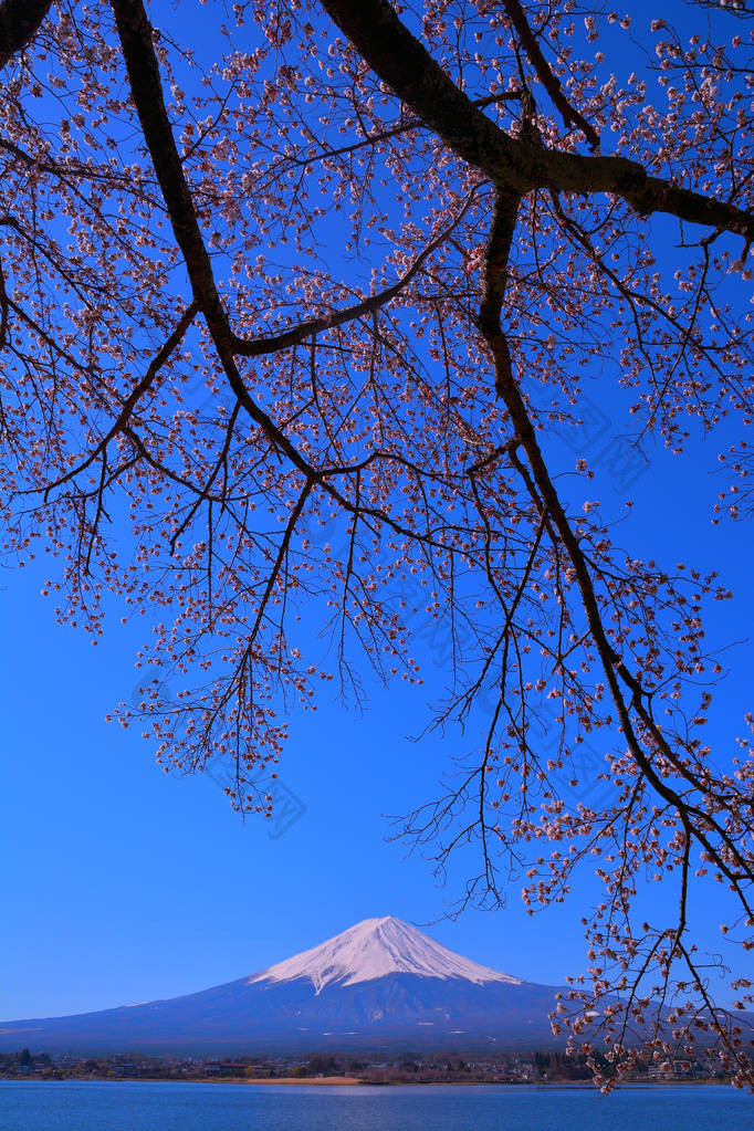 日本河口湖长崎公园樱桃树和富士山