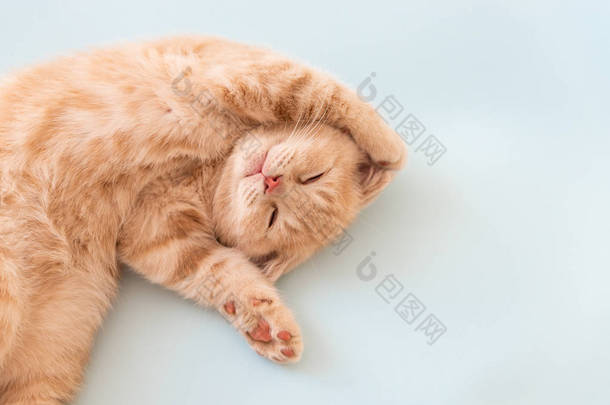 可爱的<strong>睡眠</strong>小猫与爪子在蓝色背景。复制空间。用于横幅。舒适家居理念