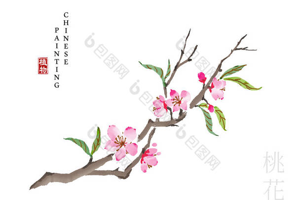 水彩中国水墨画艺术插图自然植物从《诗经桃花》。中文单词翻译：植物和桃花