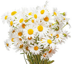 在白色背景上隔离的大白雏菊花束。F