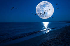 幻想夜海景与超级月亮和飞鸟