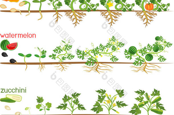 葫芦植物的一组生命周期。 西瓜、南瓜、杜鹃从种子和芽中生长出来的各个阶段，以收获白色背景的果实