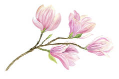 白色背景上有粉红色花朵的木兰花枝条的水彩画