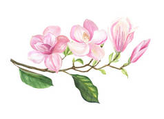白色是一个孤立的玉兰花枝。飞碟木兰或木兰 soulangeana 是最受欢迎的花园属.