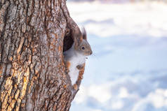 冬天的松鼠从空心的树上往外看.