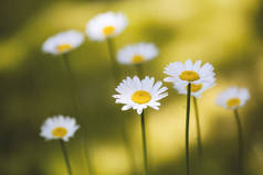 田里的白菊花。美丽的夏季自然景观。盛开的医学雏菊背景，另类医药- -春菊花