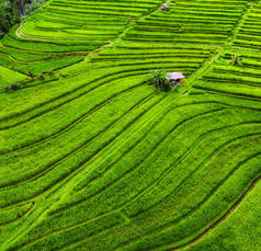 从空中俯瞰稻田.从无人机上看风景从空中看农业景观。夏天的稻田。UNESCO World Heritage - Jatiluwih rise terrace, Bali, Indonesia.旅行-形象