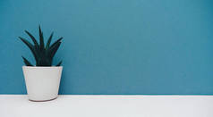 小仙人掌,插在白色的花盆里,在蓝色的背景上装饰家.绿色家居植物.