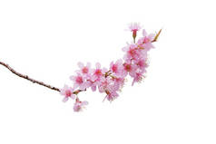 樱花，是一束野生的喜马拉雅山樱花，花瓣绽放在树枝上，白色的背景与修剪路径隔离.