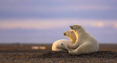 三只可爱的毛茸茸的白北极熊注视着自然栖息地的日落