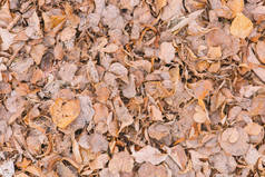 秋天树叶的质地，公园的地面上有树木