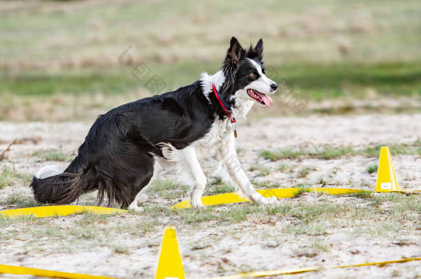 训练场地上的边境牧羊犬正在进行服从训练，紧张地站起身来，向侧面看去。训练圆锥和缎带.
