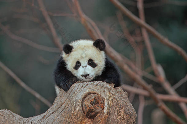 <strong>大熊猫</strong>（Ailuropoda melanoleuca；中文：pinyin：dxingmo），又名<strong>大熊猫</strong>，是原产于中国中南部<strong>的</strong>一种熊.