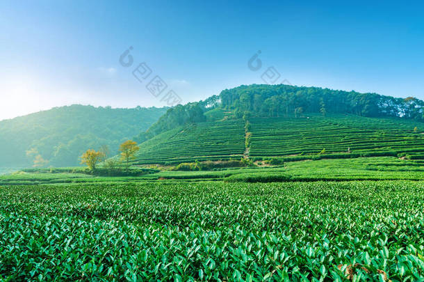 杭州西湖龙井茶的发源地