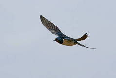 在蓝天的背景下，谷仓吞食着飞翔的燕子