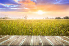在美丽的有机稻田上，棕色的木板桌上空无一人。夕阳西下的稻田和天空背景.