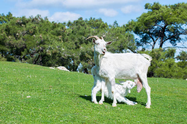 大自然中的山羊妈妈和山羊宝宝，草原上的山羊用牛奶喂宝宝