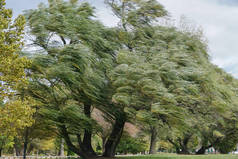 美国纽约州哈德逊市克罗顿市：威彻斯特县哈德逊河畔克罗顿角公园，柳树（Salix alba，又名sallows）在强风中随风飘荡.
