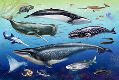 海洋居民：蓝鲸、灰鲸、抹香鲸、鲨鱼、水母、鲑鱼、海豚、锯鱼、独角鲸、鳍鲸、百科全书图解