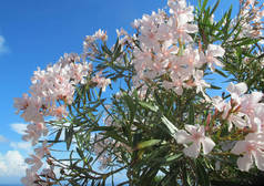 美丽的蔷薇花丛映衬着明亮的蓝天，灿烂的阳光穿过狭窄的绿叶和娇嫩的花瓣