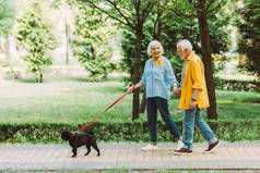 在公园用皮带牵着狗散步时，笑着牵着手的老夫妇 
