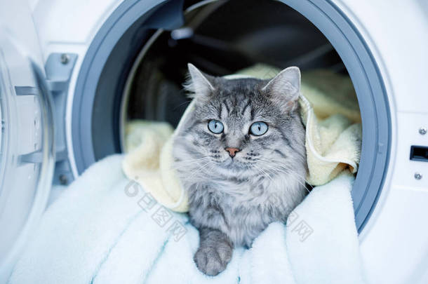 可爱的绒毛猫躺在洗衣机里.塔比可爱的小猫,<strong>蓝</strong>眼睛,长长的<strong>灰</strong>白头发.准备清洗周期。洗衣机。家务劳动的概念.