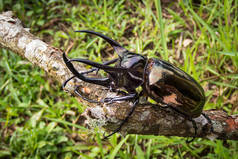 昆虫、甲虫、巨型犀牛甲虫（高加索查科索马）泰国热带野生动物.