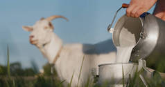 农夫把羊奶倒入罐头里，山羊在后面吃草