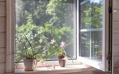 白色的窗户,有蚊帐,在一座俯瞰花园的乡村木屋里.室内植物和浇水可以放在窗台上.