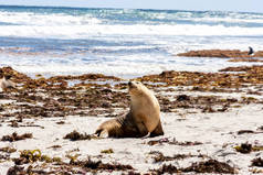 南澳大利亚海豹湾袋鼠岛海岸线上可爱的澳大利亚海狮.