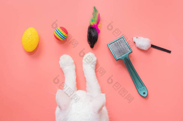 宠物用的白猫爪和配件：球、老鼠、<strong>梳子</strong>。粉色背景，复制空间，顶部视图。宠物用品的概念.