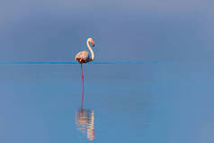 野生非洲鸟。阳光灿烂的一天，一只粉红的非洲火烈鸟在蓝色的湖面上漫步