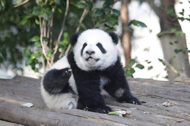 中国神州神州卧龙大熊猫自然保护区小熊猫的滑稽小猪