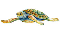 孤立白色背景的海龟,水彩画