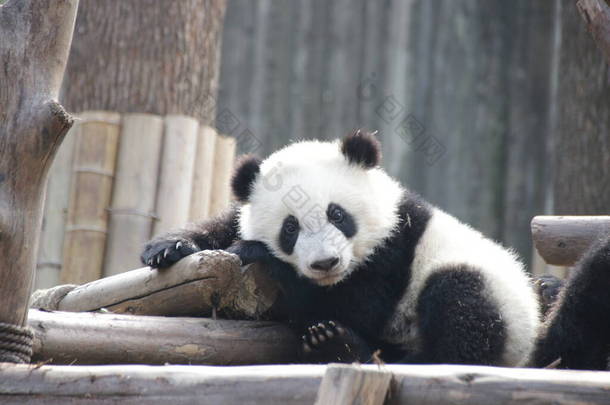 中国成都熊猫基地的可爱绒毛小熊猫