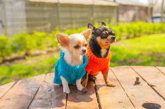两只奇瓦瓦犬坐在花园的桌子上。穿蓝色和橙色毛衣的吉娃娃.