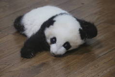 成都熊猫基地育婴室里的可爱熊猫宝宝