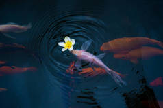 池塘里有金鱼和乌贼浮华的花朵落在湖面上.有选择的重点.