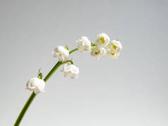 在明亮的阳光下，在白色的背景上隔离的山谷百合（Convallaria majalis）芬芳芬芳的钟状白色花朵的特写宏观镜头。精美的花卉背景