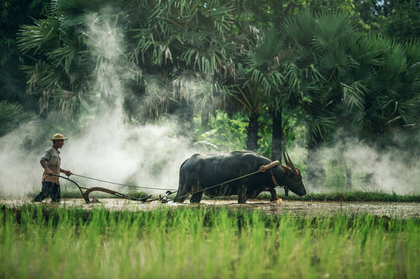 亚洲农民利用水牛耕地，泰国<strong>男子</strong>利用水牛在雨季播种水稻，泰国农村地区的农民利用水牛耕地种植水稻