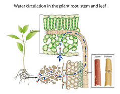 植物根部、茎和叶中的水分循环