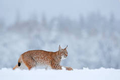 Lynx，冬季野生动物。在栖息地里可爱的大猫,寒冷的环境.波兰，雪地森林，有美丽的动物野生山猫。欧亚山猫在森林里奔跑，野猫在雪地里. 