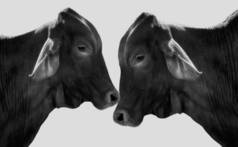 两只黑牛在白种人的背景下紧密相连