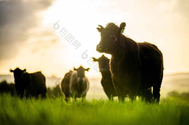 种马的安格斯，<strong>马车</strong>雨，穆雷灰色，奶牛和牛群在草地和牧场上吃草。这些动物是有机和自由的，生长在澳大利亚的一个农场里.