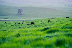 在澳大利亚的一个田野里,在草地上吃草的肉牛和奶牛的近距离接触.吃干草和青贮。品种包括斑斑公园、杂草丛生灰、安格斯、白兰地和马鞭草.